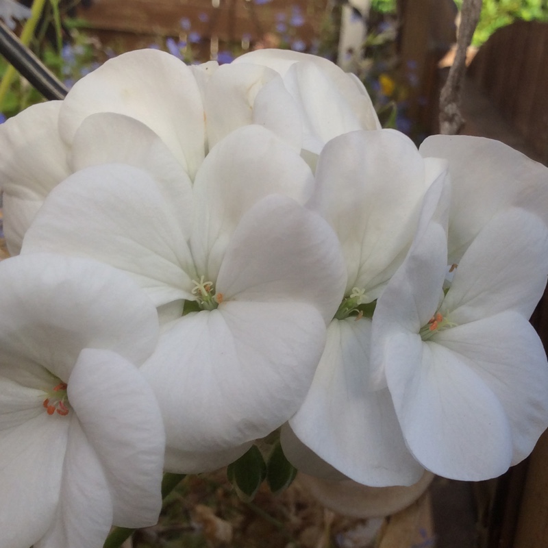 Pelargonium (Geranium)