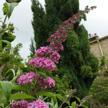 Martyn's garden