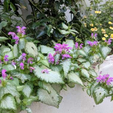 Lamium 'Maculatum' Beacon Silver'