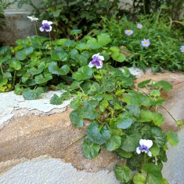 Viola hederacea