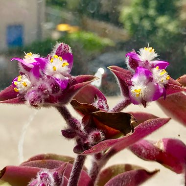 Spiderwort