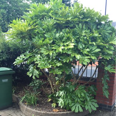 Japanese Aralia