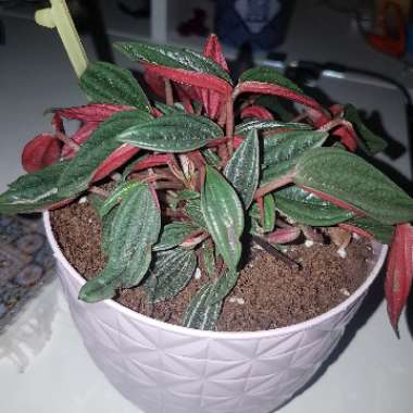 Peperomia caperata 'Rosso'