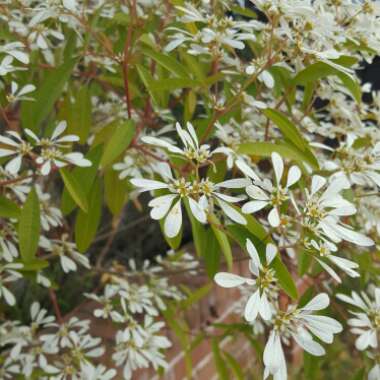 Euphorbia leucocephala 'Snow Flake'