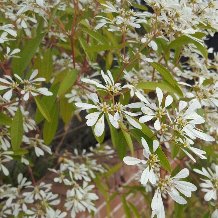 Plant image Euphorbia leucocephala 'Snow Flake'