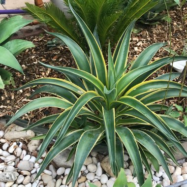 Agave 'Desmentiana Bright Edge'