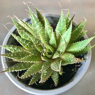 Lace Aloe