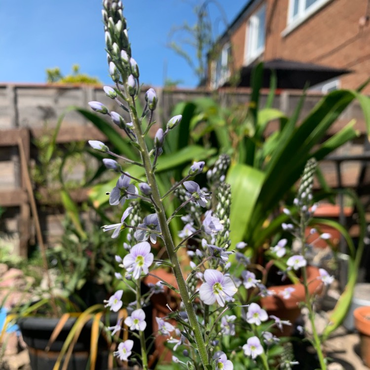 Plant image Veronica gentianoides