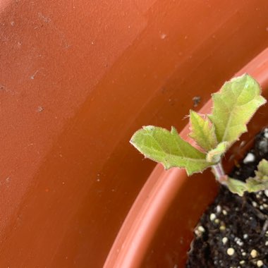 Verbena rigida syn. Verbena venosa