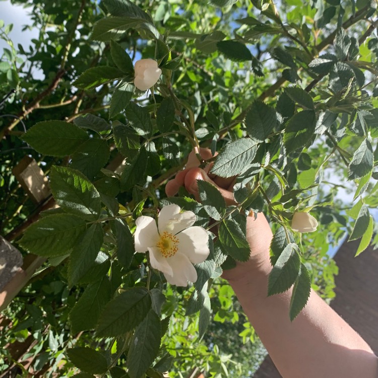 Plant image Rosa rugosa 'Alba'