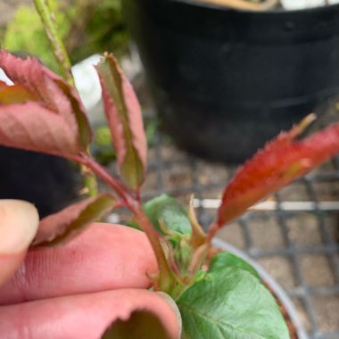 Rosa 'Tannacht' syn. Rosa 'Blue Moon', Rosa 'Blue Munday', Rosa 'Sissi', Rosa 'Navo-Rose', Rosa 'Mainzer Rad', Rosa 'Mainzer Fastnacht'