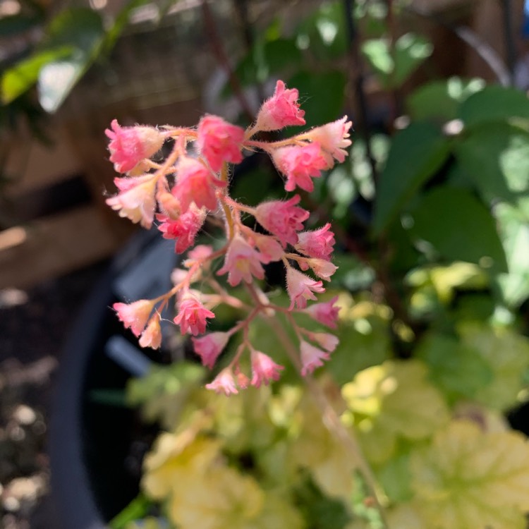 Plant image Heuchera 'Balcarmade' (Carnival Series) syn. Heuchera 'Carnival Limeade'