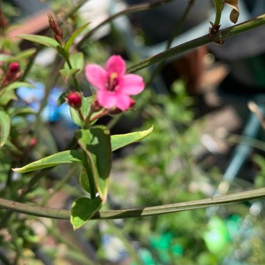 Jasminum beesianum