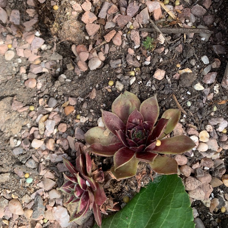 Plant image Sempervivum Pinkerine