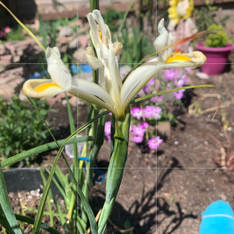 Plant image Iris x hollandica 'White Wedgewood'