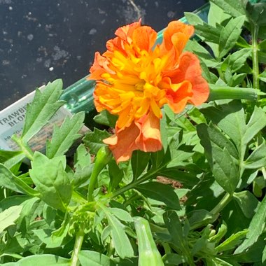 Tagetes patula 'Strawberry Blonde'