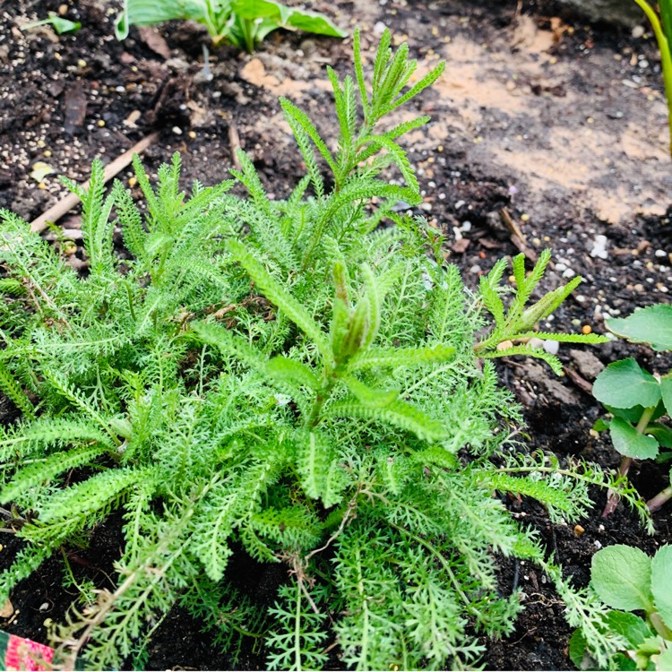 Plant image Achillea 'New Vintage Red'