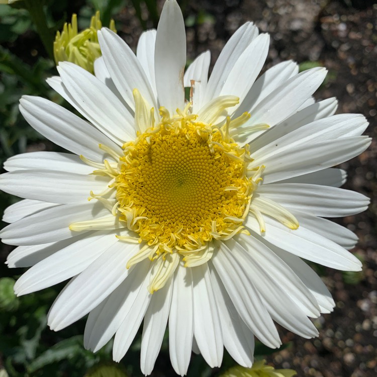 Plant image Leucanthemum x superbum 'Phyllis Smith'