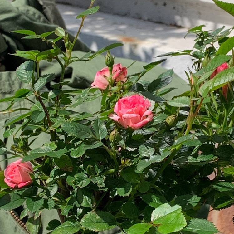 Plant image Rosa 'Yellow Dream'