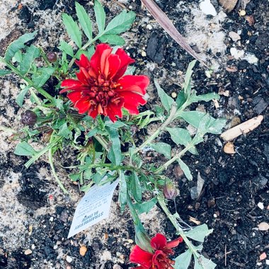 Tagetes patula 'Strawberry Blonde'