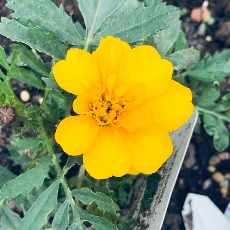 Plant image Calendula officinalis 'Costa Mix'