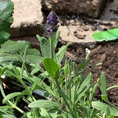 Lavandula Dentata