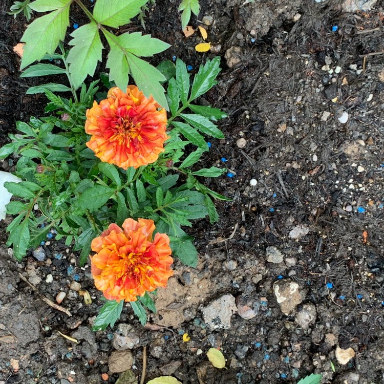 Plant image Tagetes patula 'Strawberry Blonde'