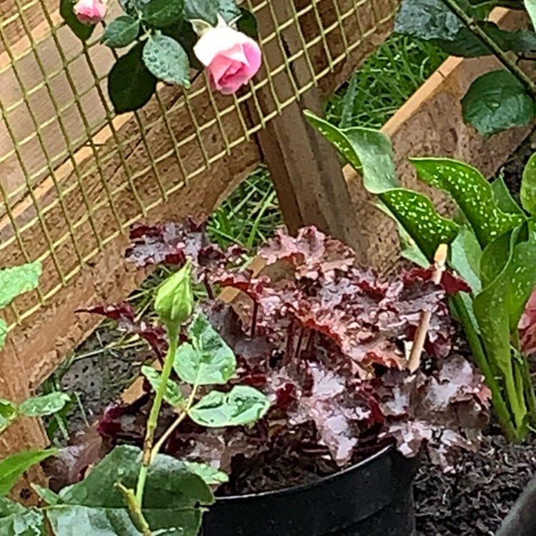 Plant image Heuchera 'Obsidian Coral bells'