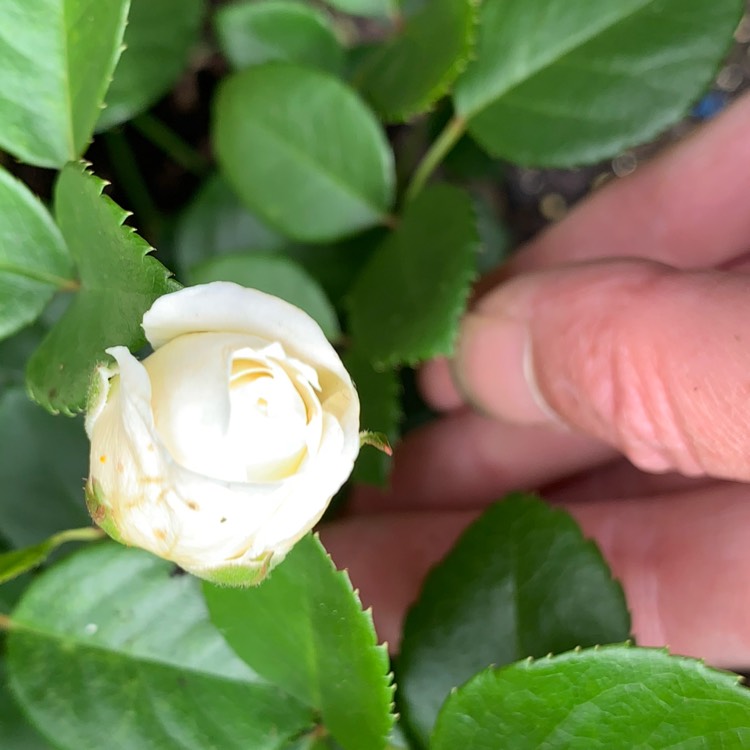 Plant image Rosa 'Flower Carpet White'