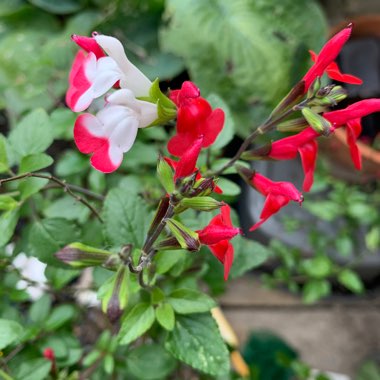 Salvia 'Hot Lips' syn. Salvia x jamensis 'Hot Lips', Salvia microphylla 'Hot Lips'