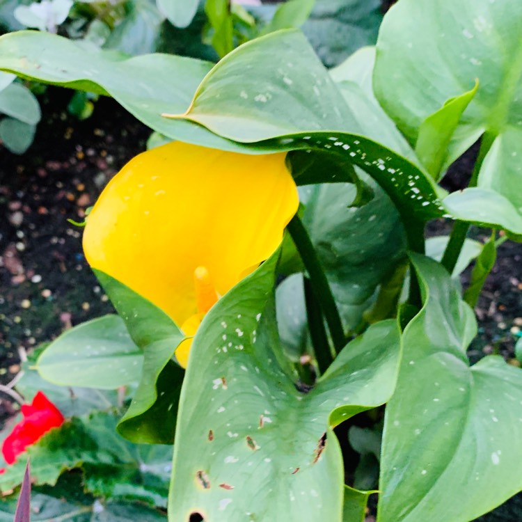 Plant image Zantedeschia 'Sun Club'