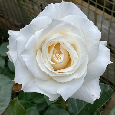 Hybrid Tea Rose 'Pascali'