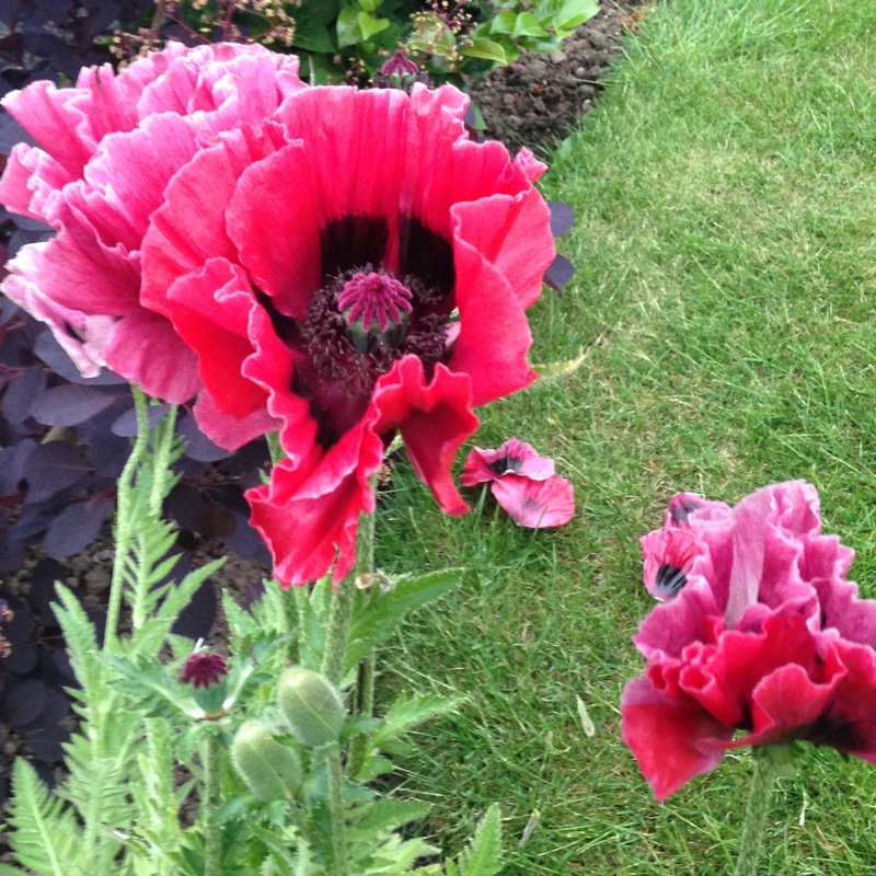 Oriental poppy 'Patty's Plum'