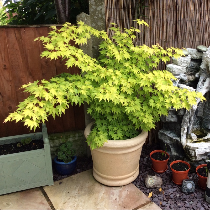 Japanese Maple 'Shishi Gashira'