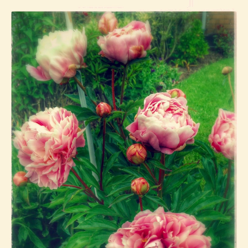 Peony