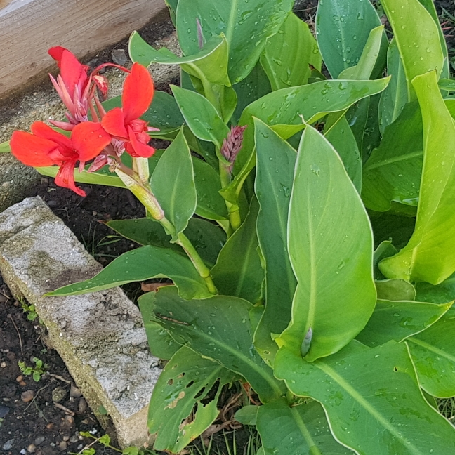 Plant image Canna 'President' syn. Canna 'Fireside'