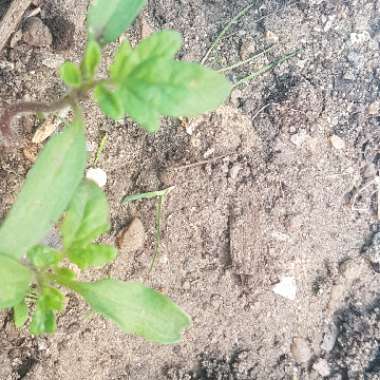 Tomato 'Big Boy'