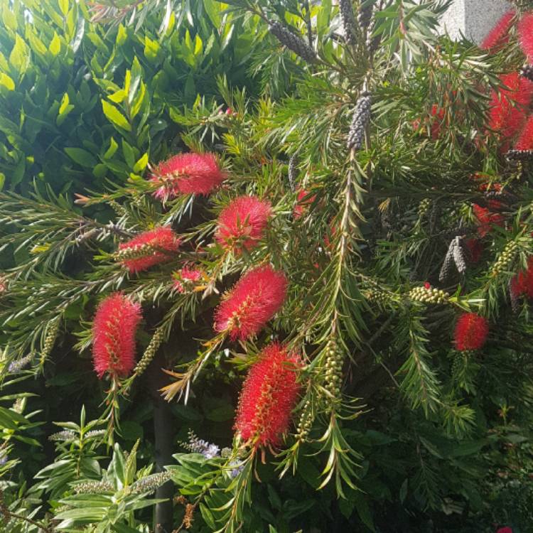 Plant image Callistemon Laevis