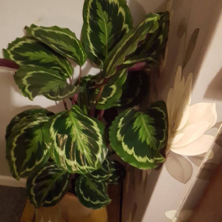 Plant image Calathea Sanderiana 'Julia'