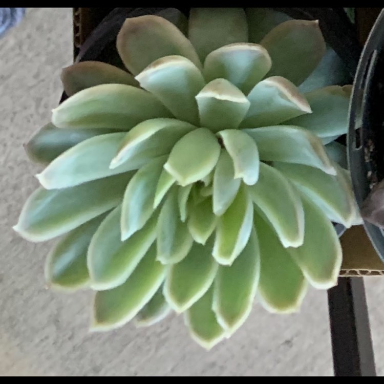 Plant image Echeveria Arctic Ice