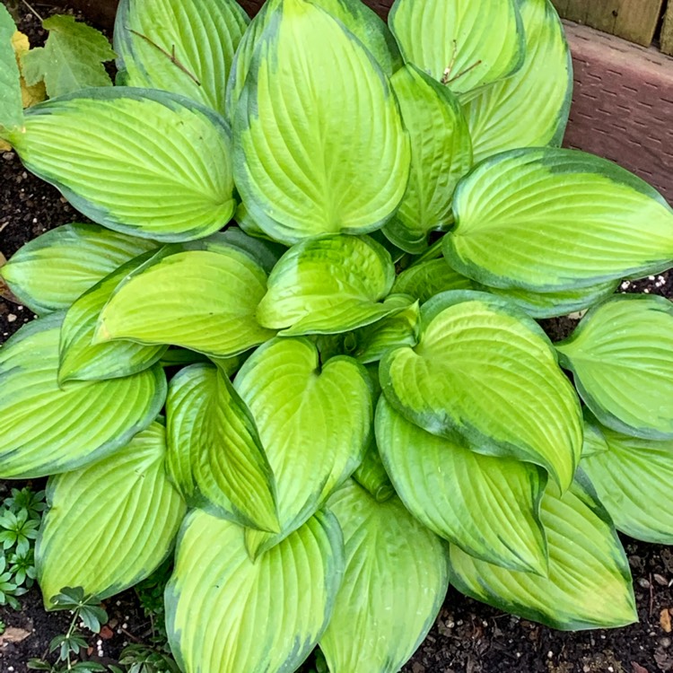 Plant image Hosta 'Stained Glass'