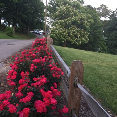 MaryHelen's garden