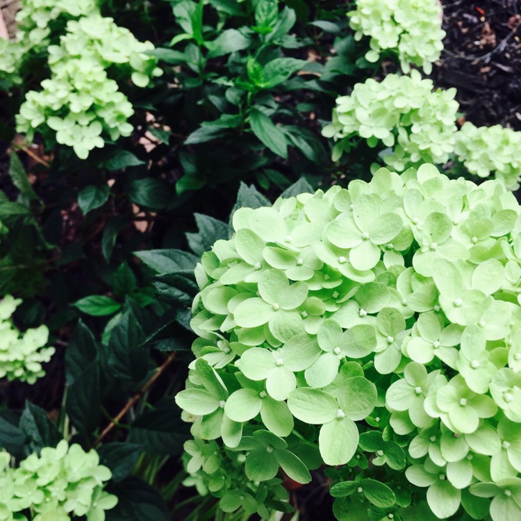 Plant image Hydrangea paniculata 'Jane' syn. Hydrangea paniculata 'Little Lime'