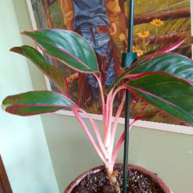 Aglaonema 'Siam'