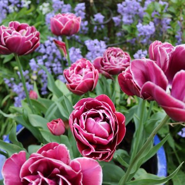 Tulip 'Dream Touch' (Double Late)