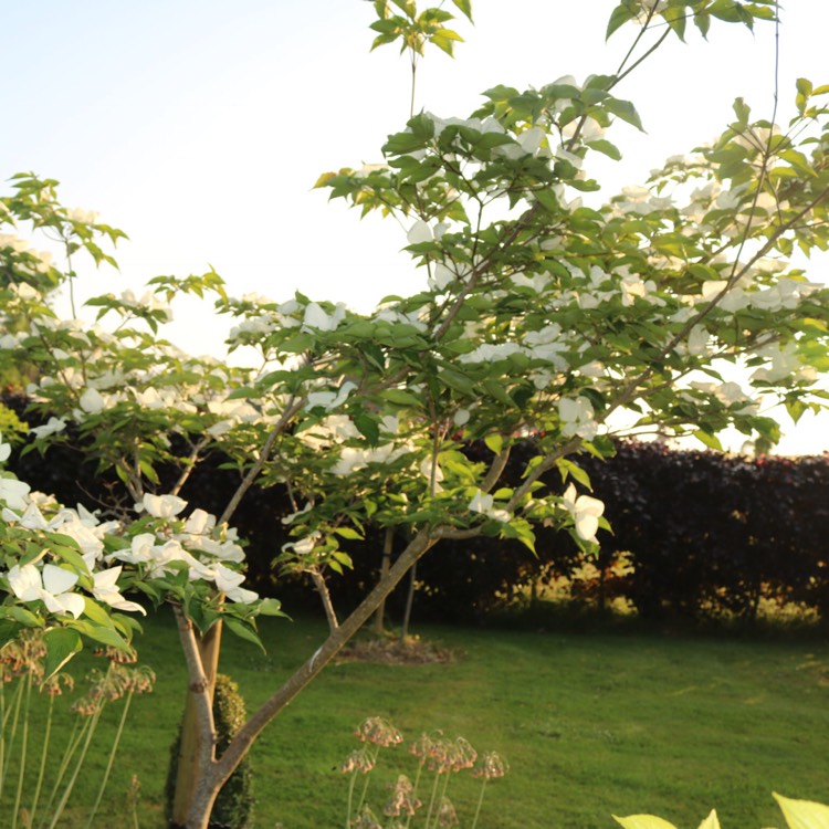 Plant image Cornus Alba