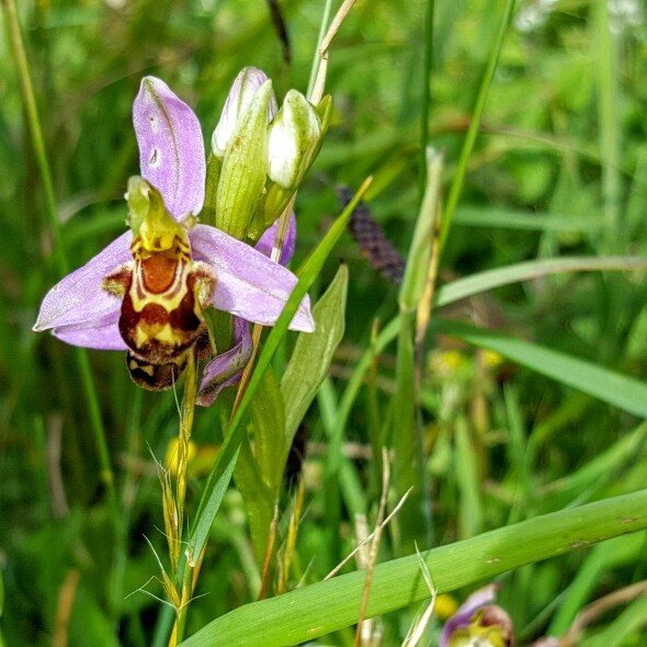 Plant image Ophrys apifera