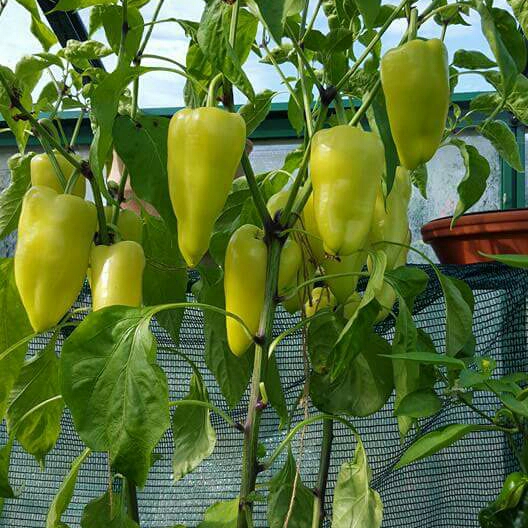 Plant image Capsicum 'Gypsy'