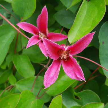 Clematis 'Princess Diana'