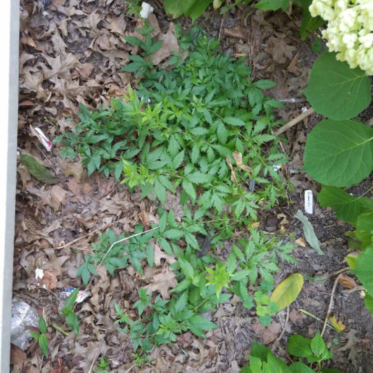 Plant image Gillenia trifoliata